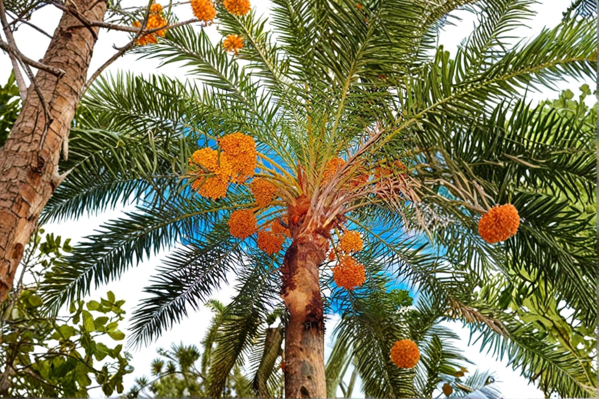 Wild Date Palm Seeds – Phoenix sylvestris, Ornamental Tropical Palm Tree for Gardens & Containers