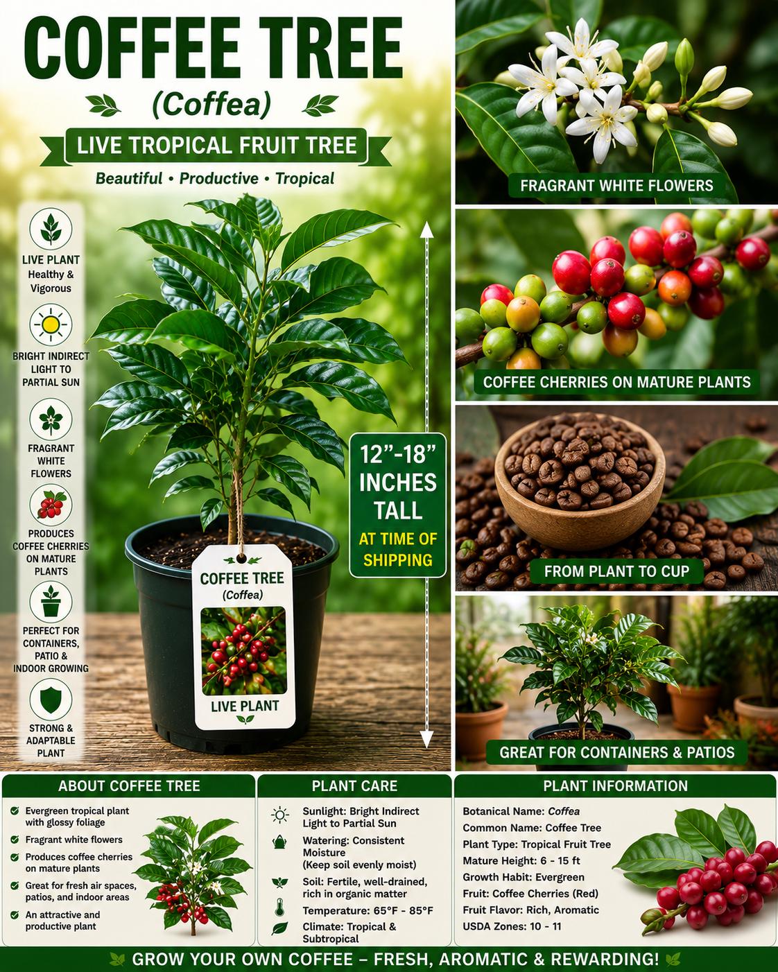 Live Coffee Tree Plant – 12–18 Inches Tall – Coffea Arabica – Tropical Indoor & Patio Plant