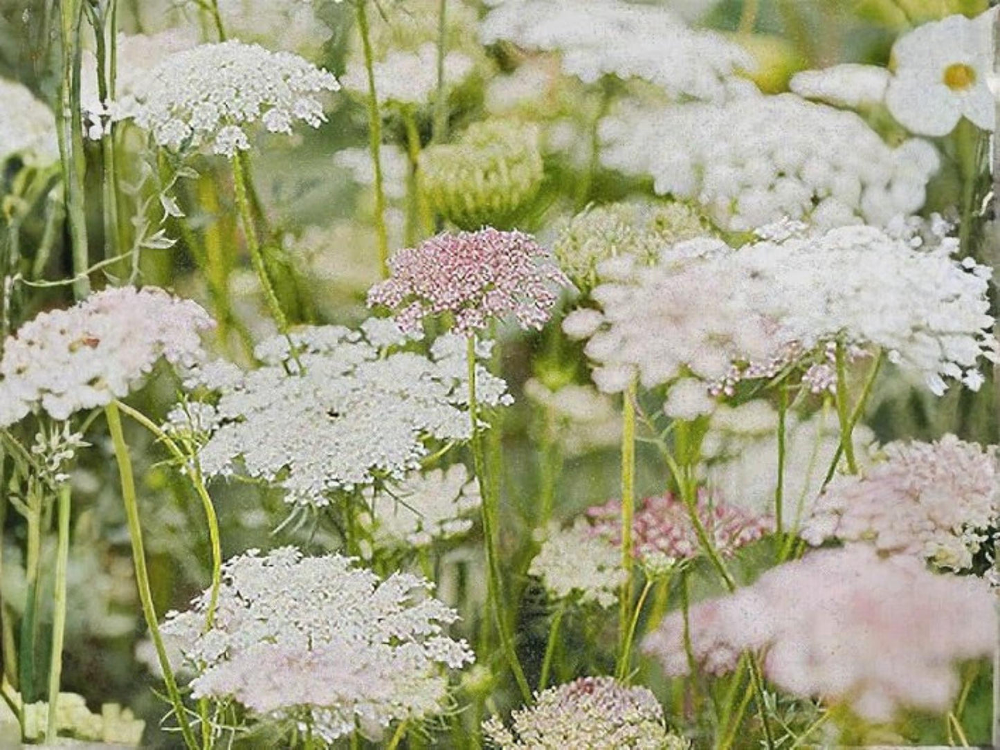 False Queen Anne's Lace Seeds – 100 Ammi majus Wildflower Seeds for Cottage Garden, Pollinator, Natural Landscape