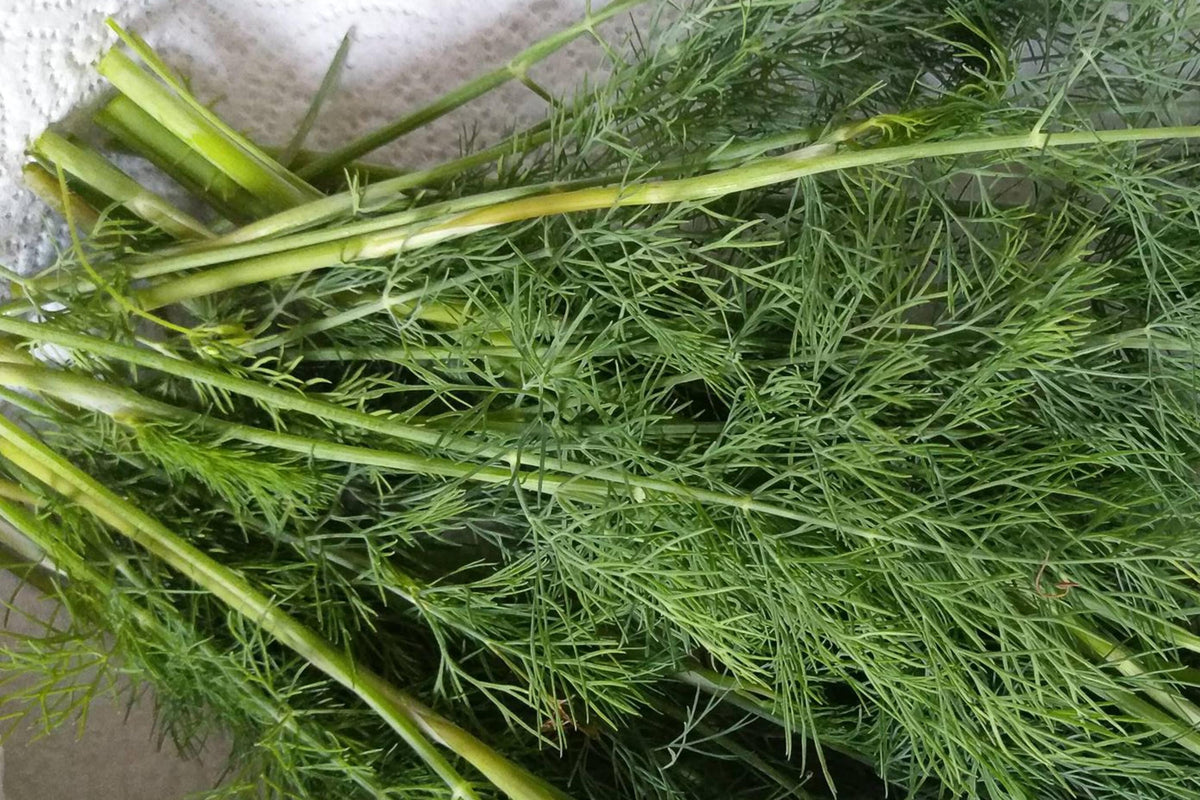Dukat Dill Herb Seeds – Anethum graveolens, Aromatic Dill Weed for Garden, Containers, and Kitchen Use