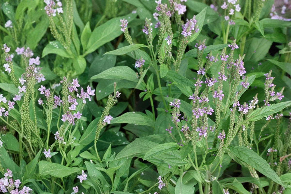 Blue Vervain Seeds – Perennial Verbena hastata with Purple-Blue Flowers for Pollinator Gardens and Borders