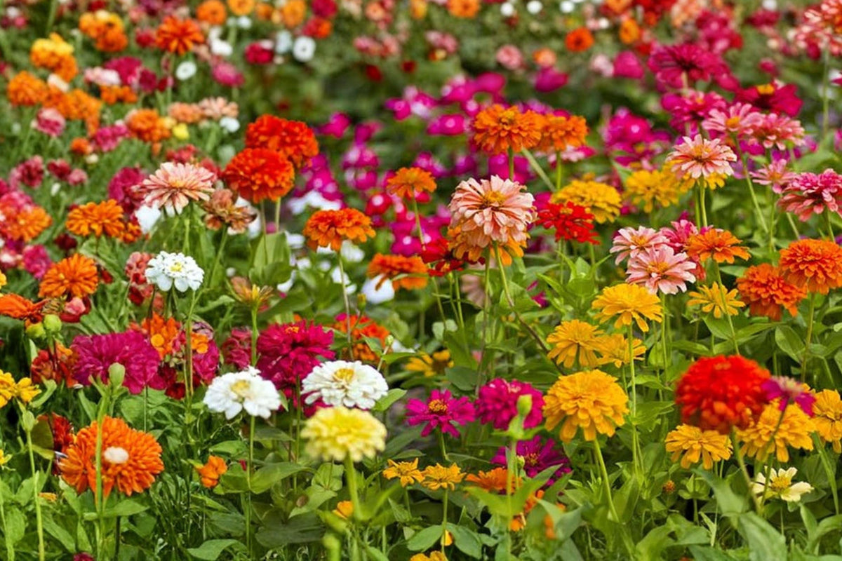 Button Box Zinnia Seeds – Dwarf Mixed Color Zinnia elegans, Compact Annual Flower for Garden Beds & Containers