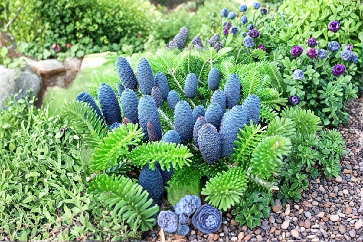 Korean Fir Seeds, Abies koreana, Evergreen Conifer, Blue Cone, 20 Seeds for Planting, Ornamental Tree, Landscape, Garden