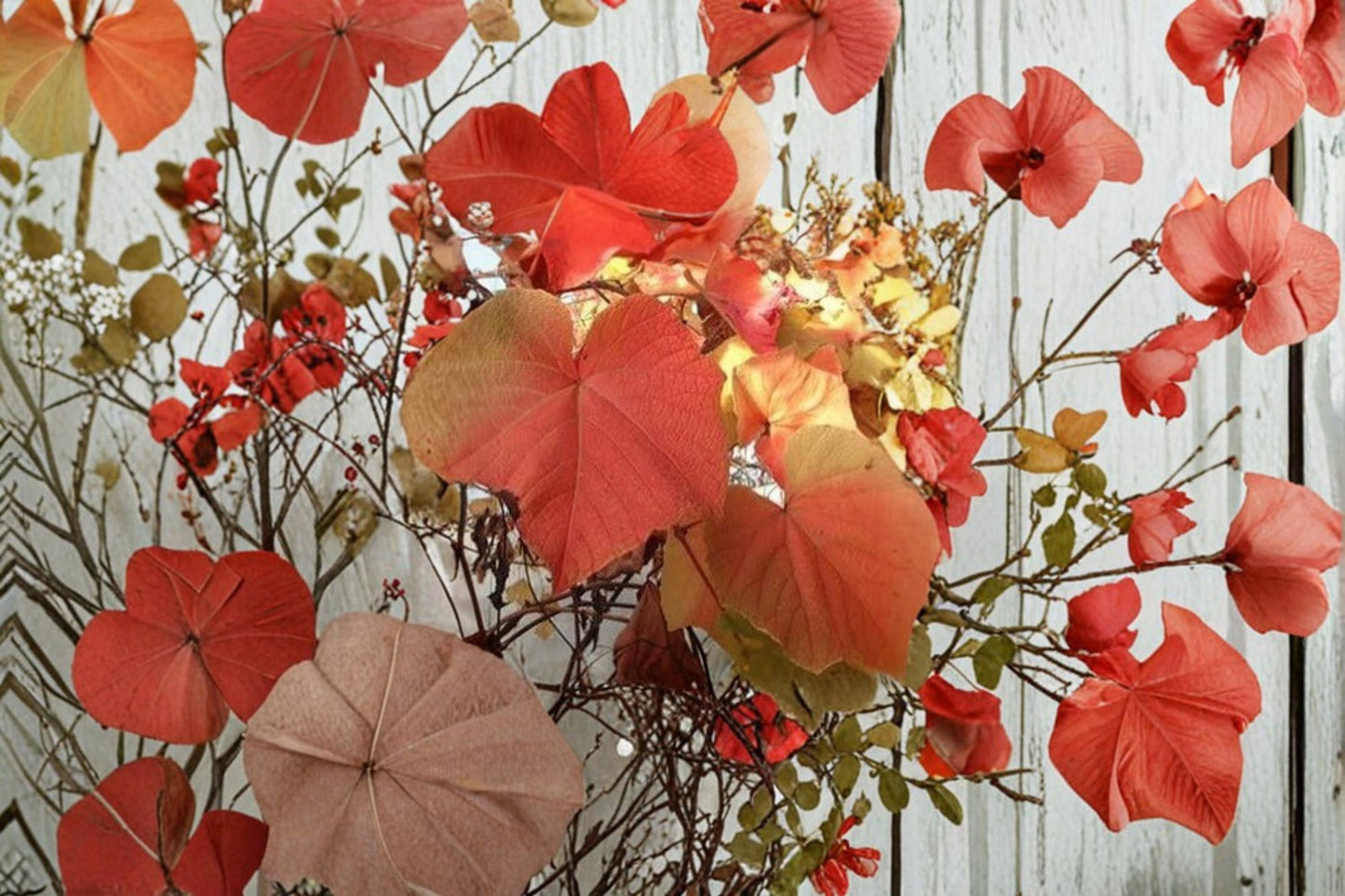 Crimson Glory Grape Seeds – Vitis coignetiae Ornamental Climbing Vine for Garden & Landscape