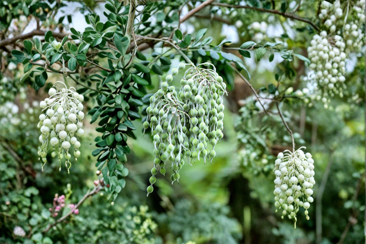 Silver Necklace Bush Seeds – Sophora tomentosa Tropical Ornamental Shrub with Yellow Flowers & Silver Foliage