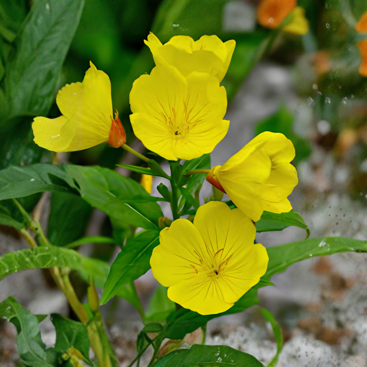 Missouri Primrose Seeds 100 Pack – Oenothera missouriensis Wildflower for Native Gardens & Pollinator Habitats