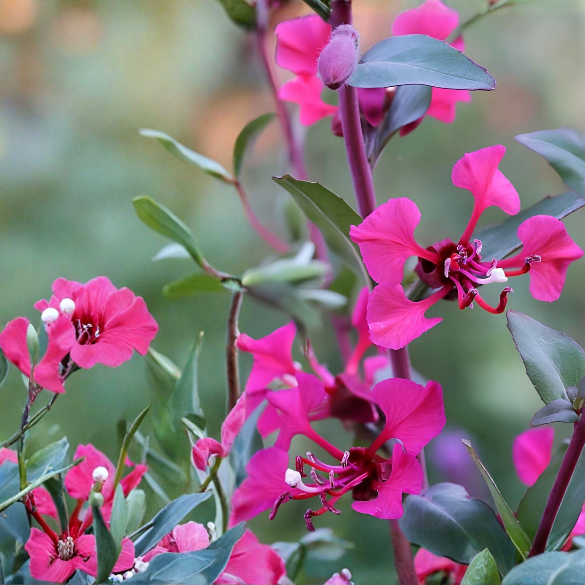 Mountain Garland Seeds 100 Clarkia unguiculata Wildflower Annual for Meadow, Cottage Garden & Pollinator Habitat
