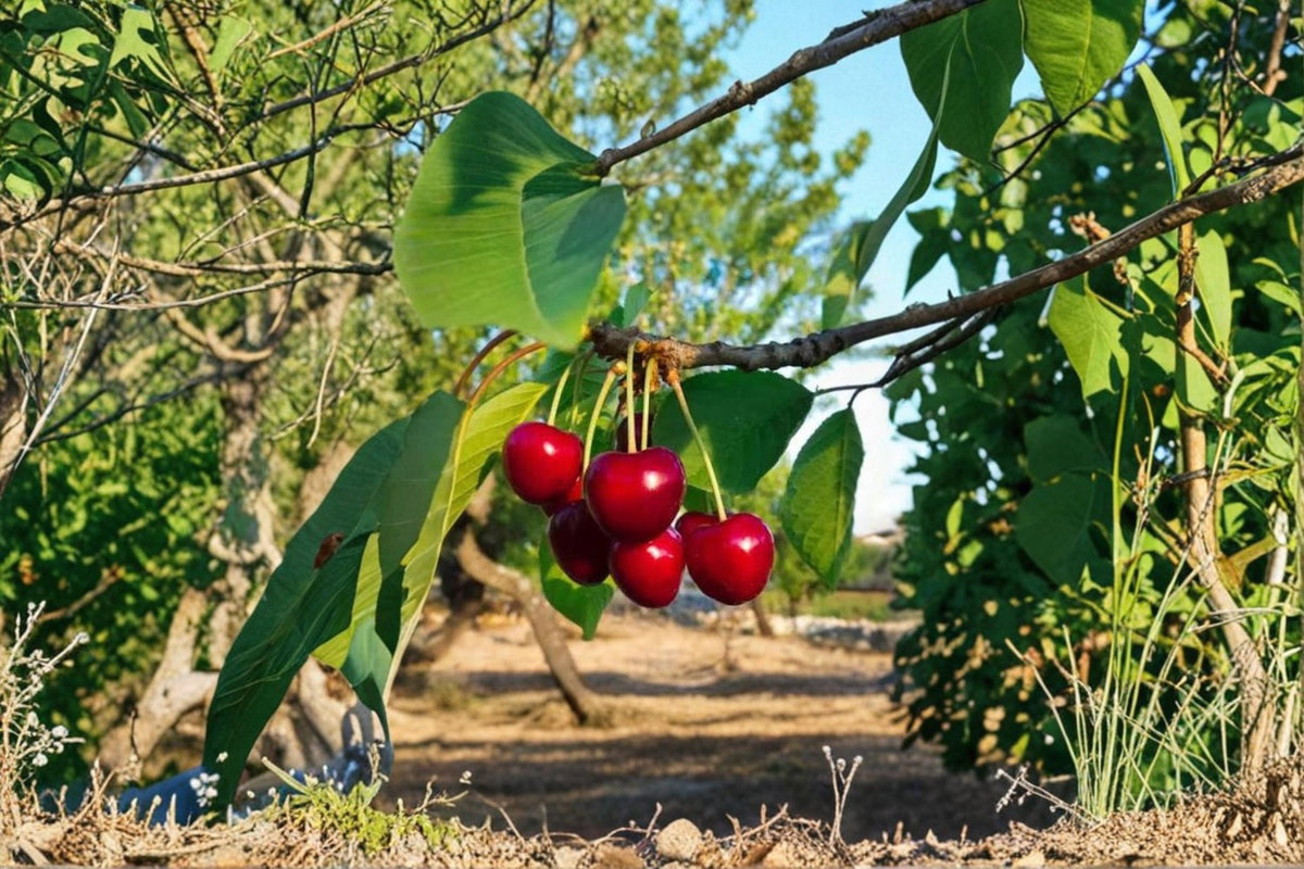 Sweet Cherry Seeds – Prunus avium Fruit Tree Seeds for Planting, Edible Garden, Orchard, Home Garden