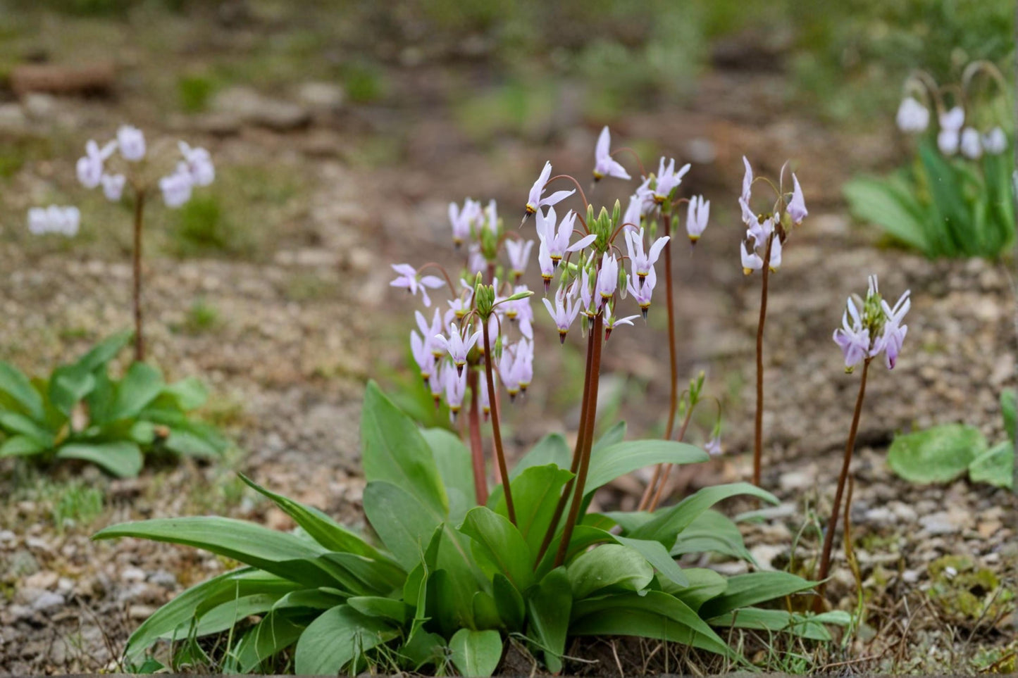 Midland Shooting Star Wildflower Seeds – Dodecatheon meadia Native Perennial Plant Pack for Gardens and Pollinator Gardens