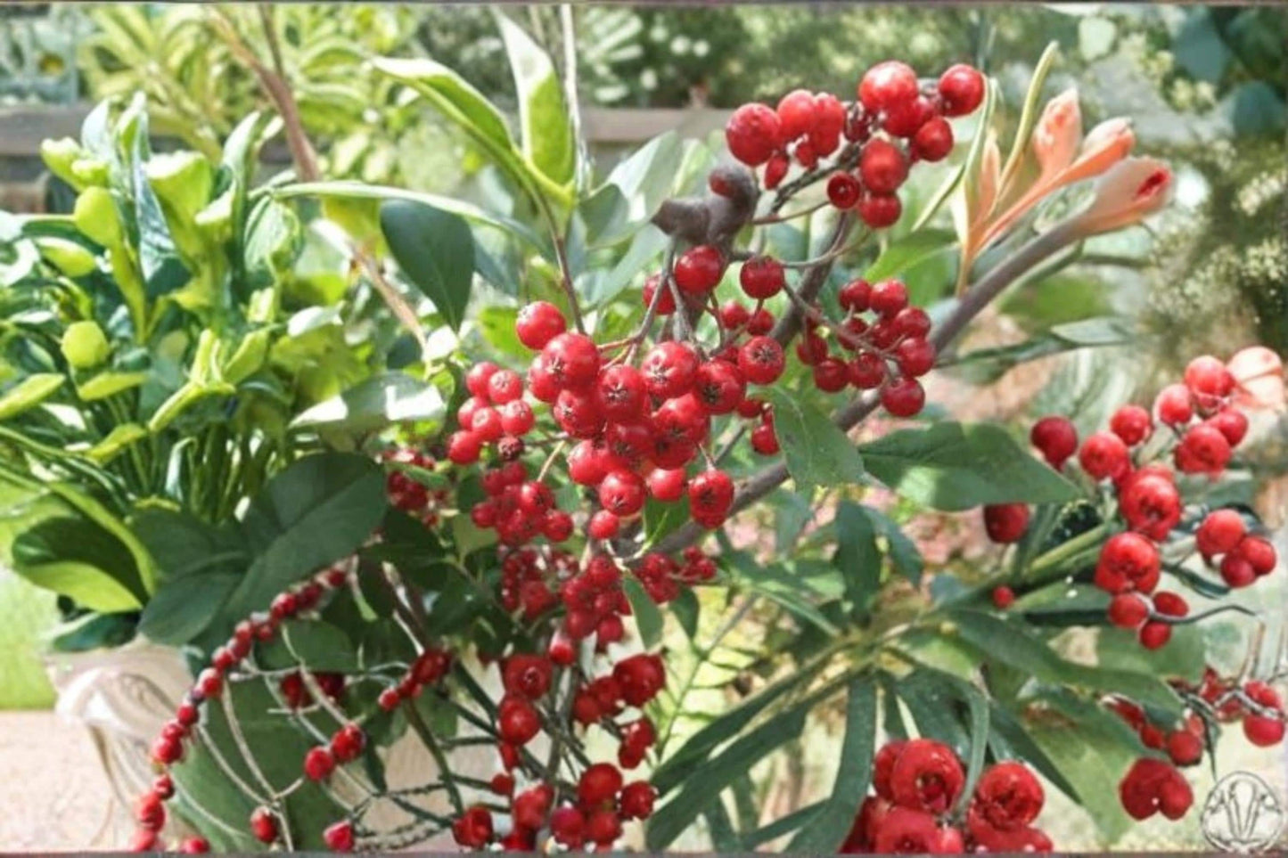 Red Chokeberry Seeds – Aronia arbutifolia Ornamental Berry Shrub for Landscaping & Wildlife Gardens
