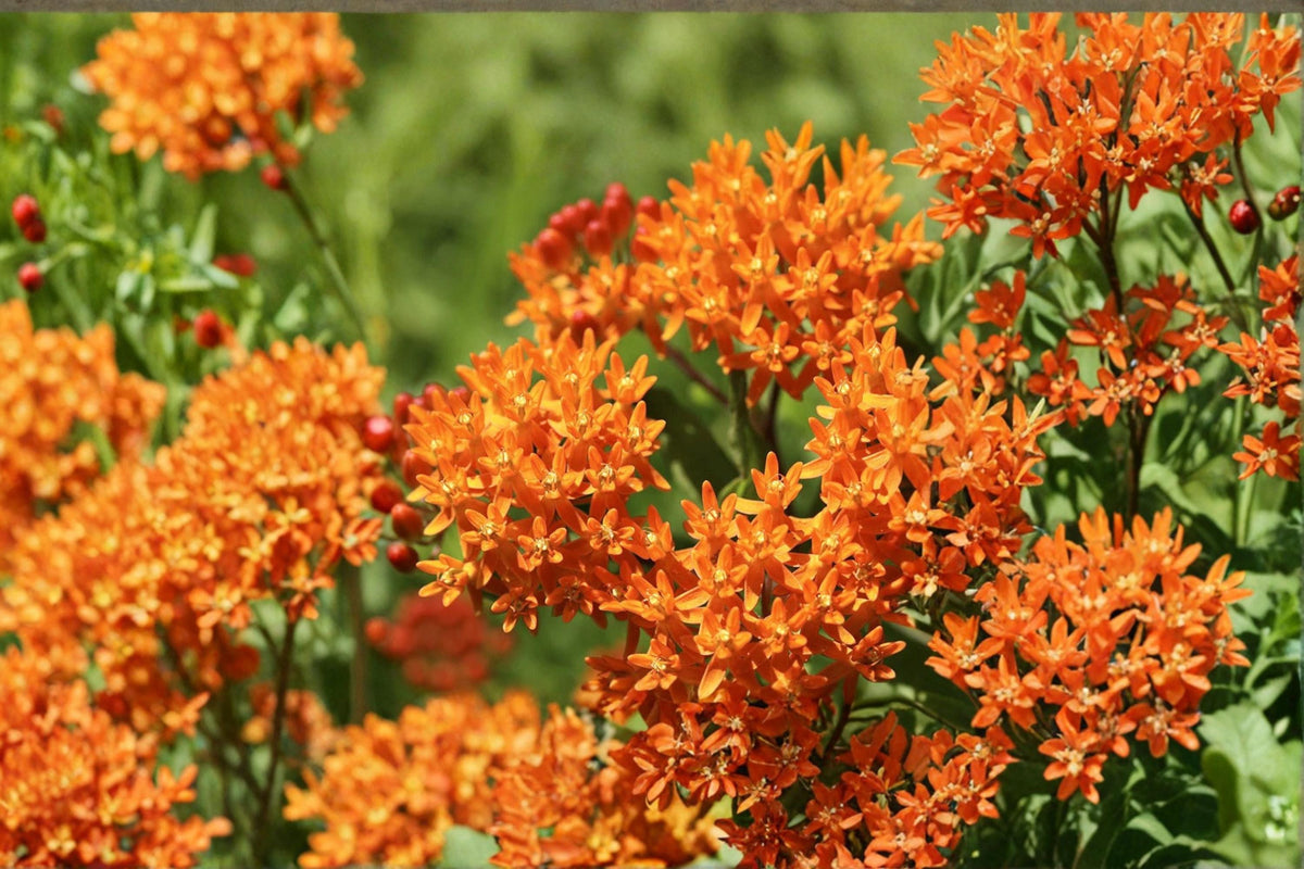 Butterfly Milkweed Seeds – Native Asclepias tuberosa Wildflower for Pollinator Gardens and Prairies