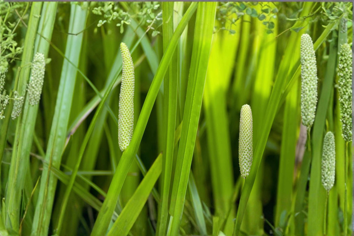 Sweet Flag Seeds 50ct – Acorus americanus Native Aquatic Perennial for Wetland, Pond Edge, Moist Garden Ecosystems