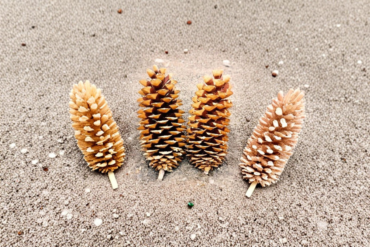 Giant Sugar Pine Seeds – Pinus lambertiana Evergreen Tree with Long Pine Cones, Woodland & Ornamental Landscape Plant