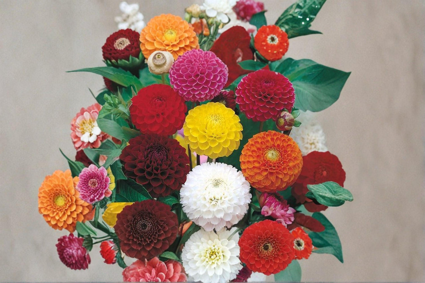 Pom Pom Dahlia Seeds – Mixed Color Ornamental Flower, Dahlia pinnata, Garden, Cut Flowers