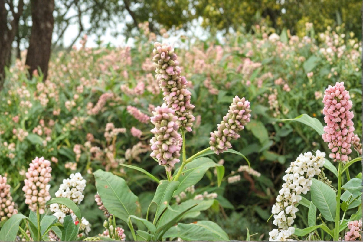 Pinkweed Seeds for Planting – Persicaria pensylvanica Wildflower Seeds, Native Wetland, Rain Garden, Pink Blooms, 50 Seeds
