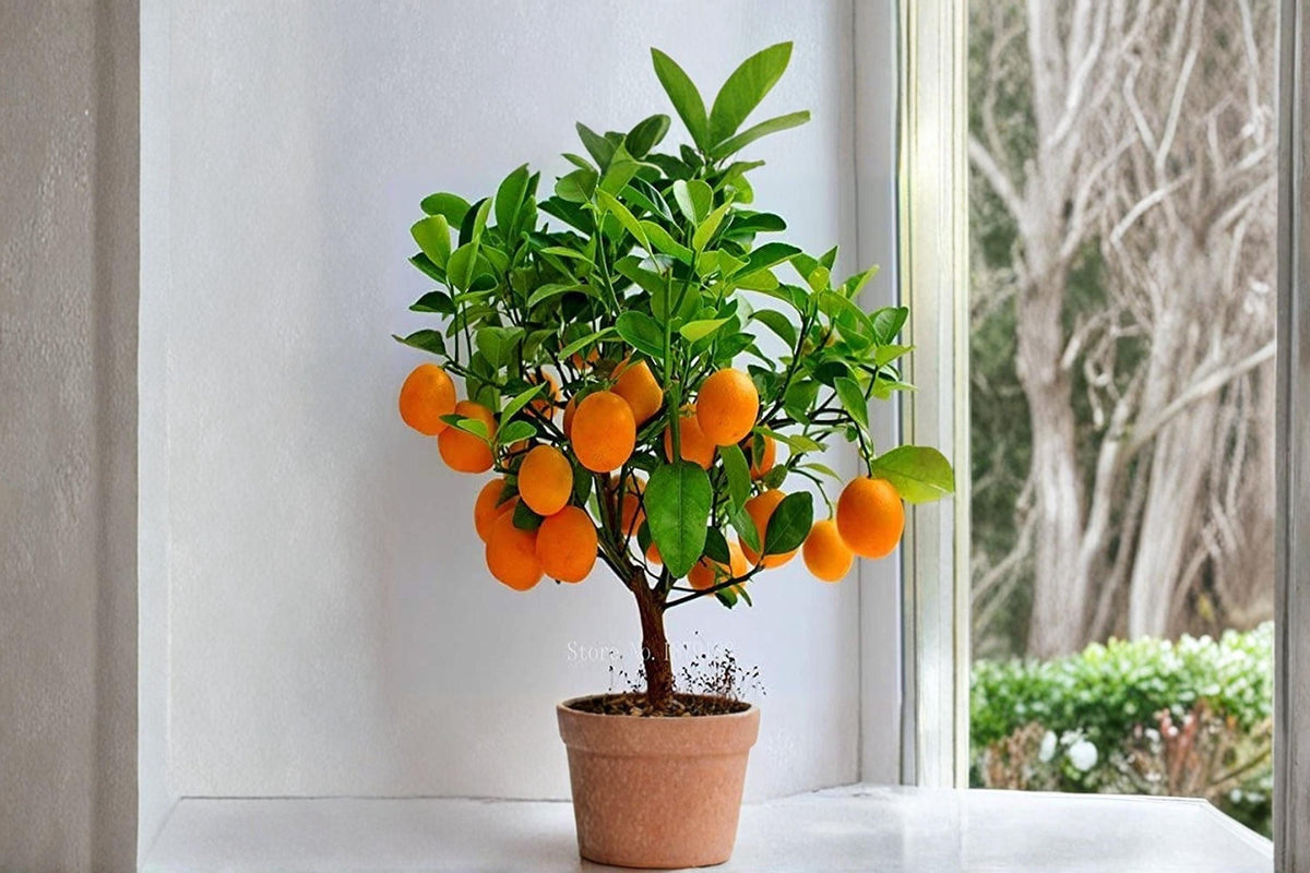 Dwarf Orange Bonsai Seeds – Citrus spp. – Compact Ornamental Citrus Tree for Indoor & Patio Gardening