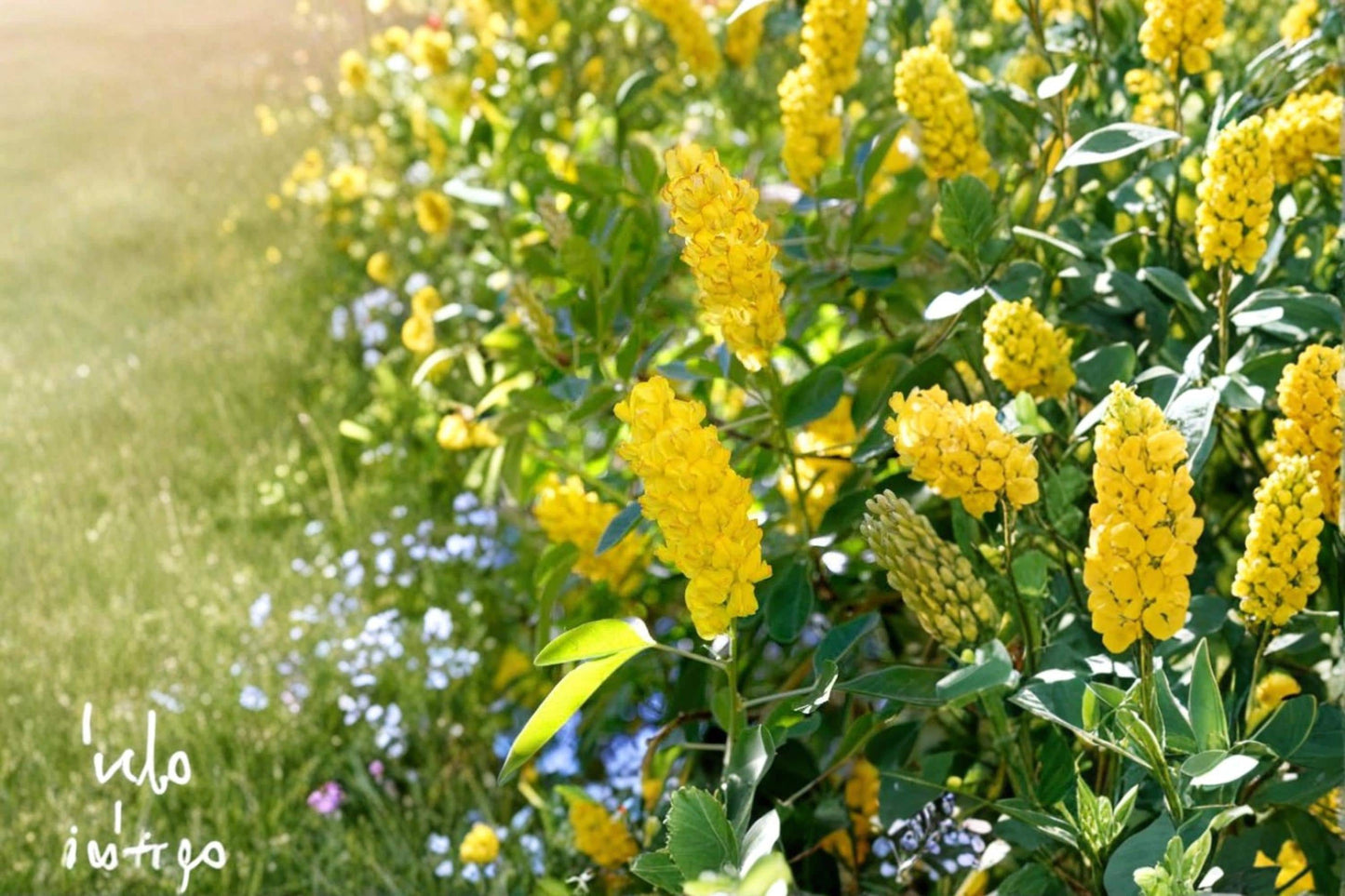 Pineapple Broom Seeds 10 Count – Cytisus battandieri Ornamental Flowering Shrub for Landscape and Garden