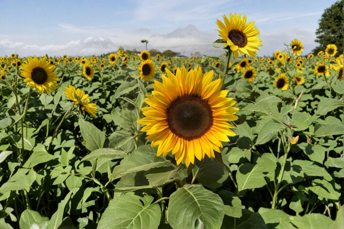 Mammoth Sunflower Seeds – Helianthus annuus – Large Bright Yellow Blooms, Tall Annual Garden Flower, Pollinator Attracting Seeds