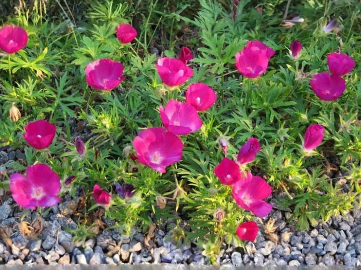 Purple Poppy Mallow Seeds – Callirhoe involucrata Wildflower Seeds for Pollinator Gardens, Cottage, Meadow & Natural Landscapes