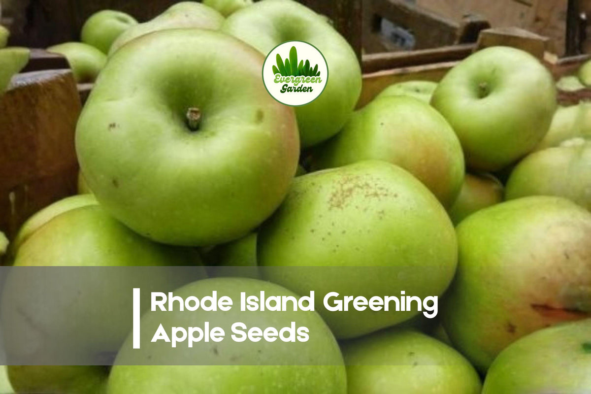 25+ Rhode Island Greening Apple Seeds, Heirloom Malus domestica, Green Fruit, Classic American Orchard Tree