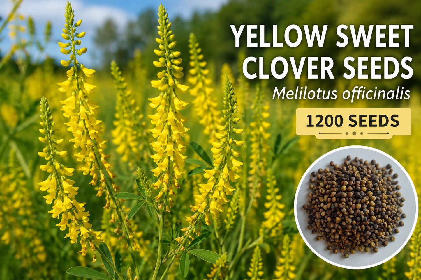 Yellow Sweet Clover Seeds 1200 Melilotus officinalis Biennial Flowering Plant for Garden and Landscape