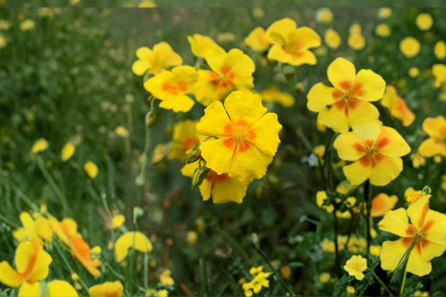Dwarf Creeping Rock Rose Seeds, Helianthemum nummularium, Ground Cover, Flowering Perennial, Sunny Garden, Rock Garden, Border Plant