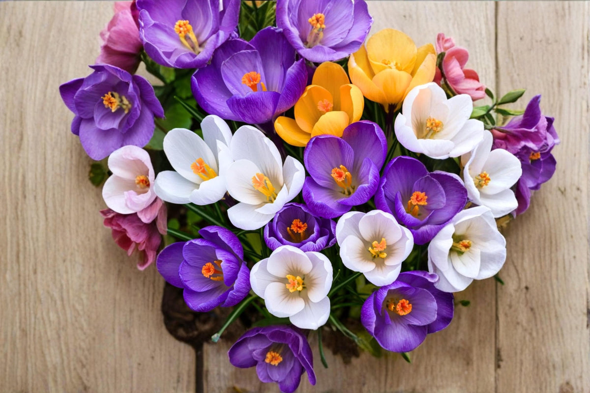Large Crocus Mix Bulbs – 20 Count, Colorful Fall Planting Crocus Flowers, Crocus spp., Garden Bulbs for Borders & Containers