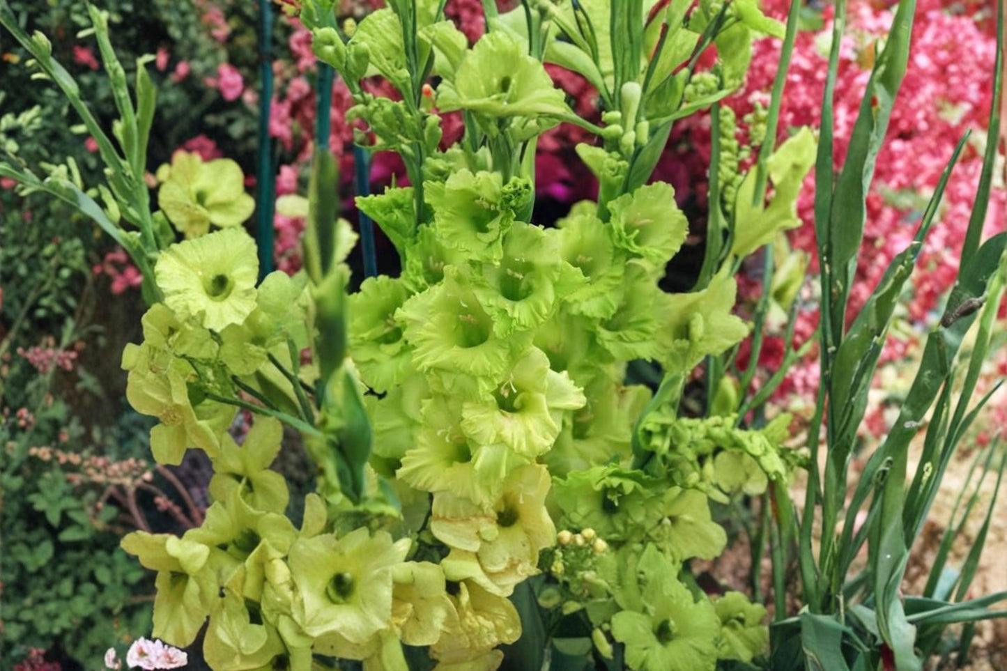 Lime Green Gladiolus Bulbs 10 | Flowering Bulb for Garden & Cut Flowers | Gladiolus spp.