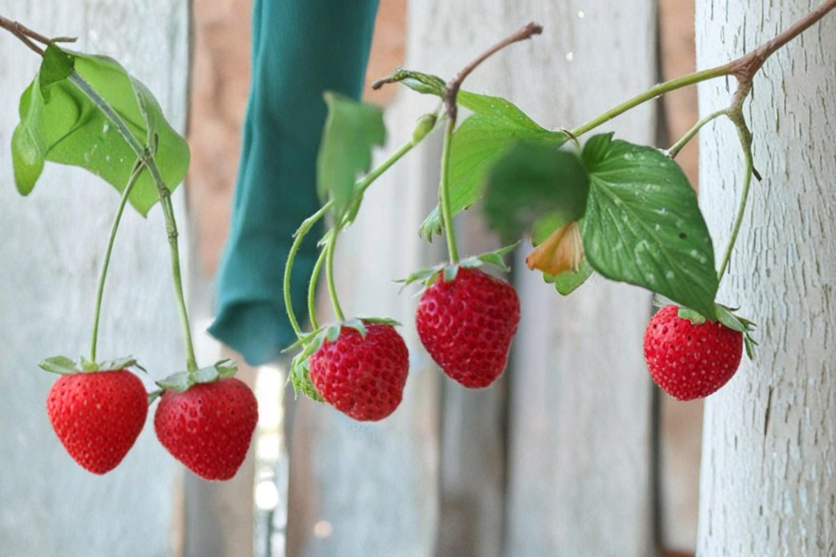 Alpine Strawberry Seeds – Fragaria vesca Wild Strawberry with White Flowers and Edible Berries, Perennial Garden Plant
