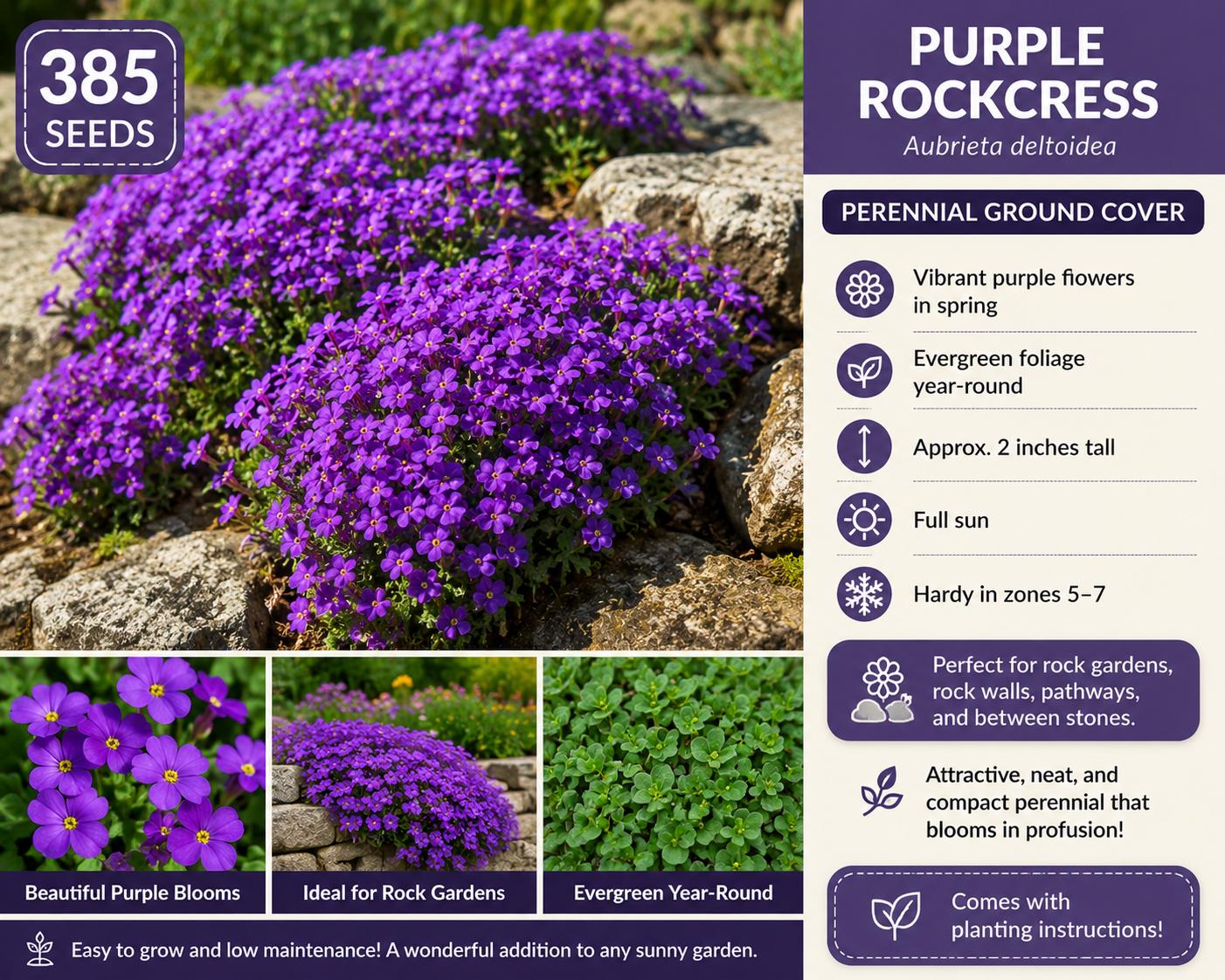 Purple Rockcress Seeds – Aubrieta deltoidea Perennial Ground Cover for Rock Gardens, Borders, and Pathways