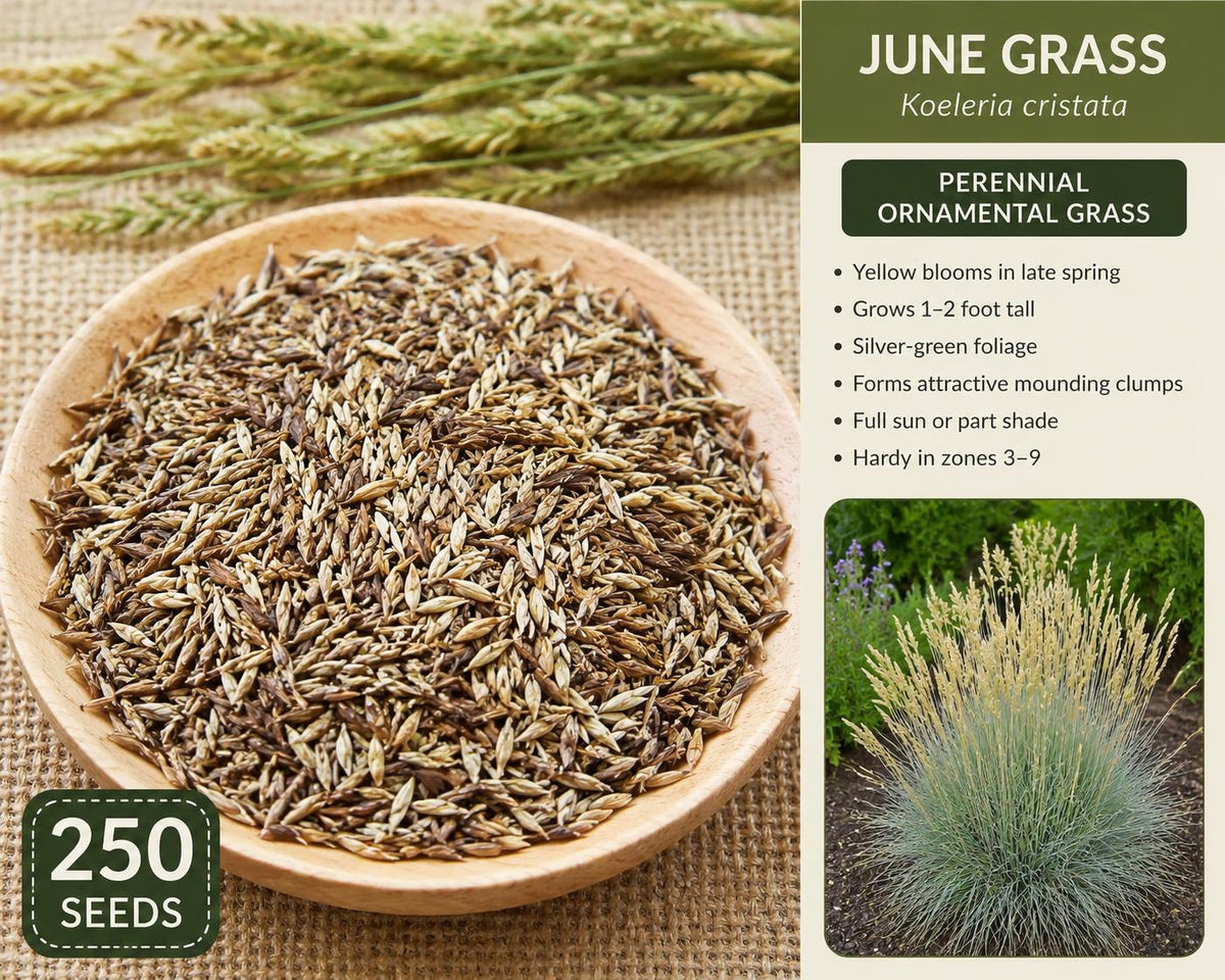 June Grass Seeds – Perennial Ornamental Grass Koeleria cristata with Silver Green Foliage and Yellow Spring Blooms, 250 Seeds