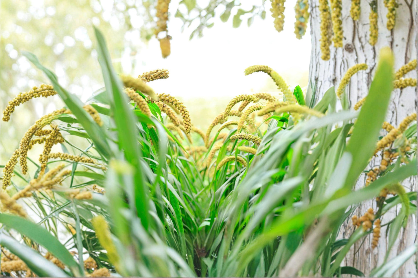 Foxtail Millet Seed Setaria italica Ornamental Grass for Landscaping, Garden Borders & Decorative Planting