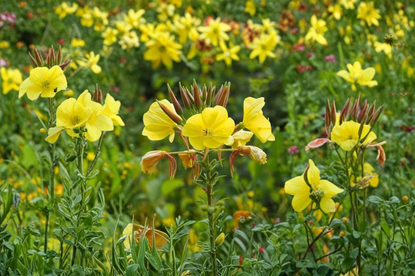 Evening Primrose Seeds 100 Oenothera biennis Wildflower for Garden & Landscape Planting Yellow Flowers