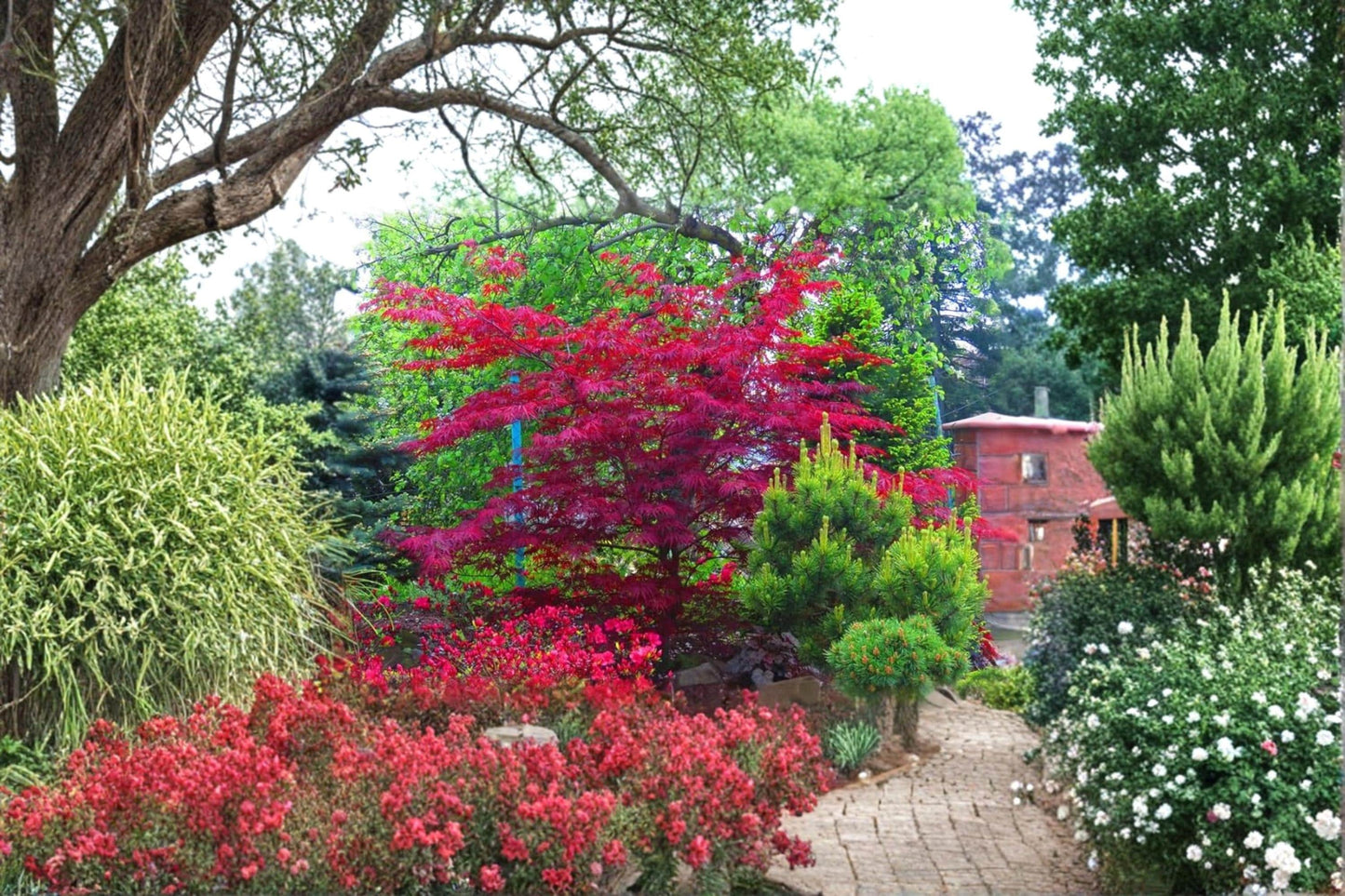 Amur Maple Tree Seeds 30 Pack – Acer tataricum ginnala, Ornamental Deciduous Tree for Landscaping and Fall Color