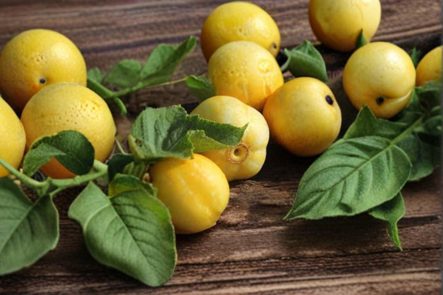 Lemon Cucumber Seeds – Heirloom Cucumis sativus – Yellow Round Cucumber for Garden & Containers
