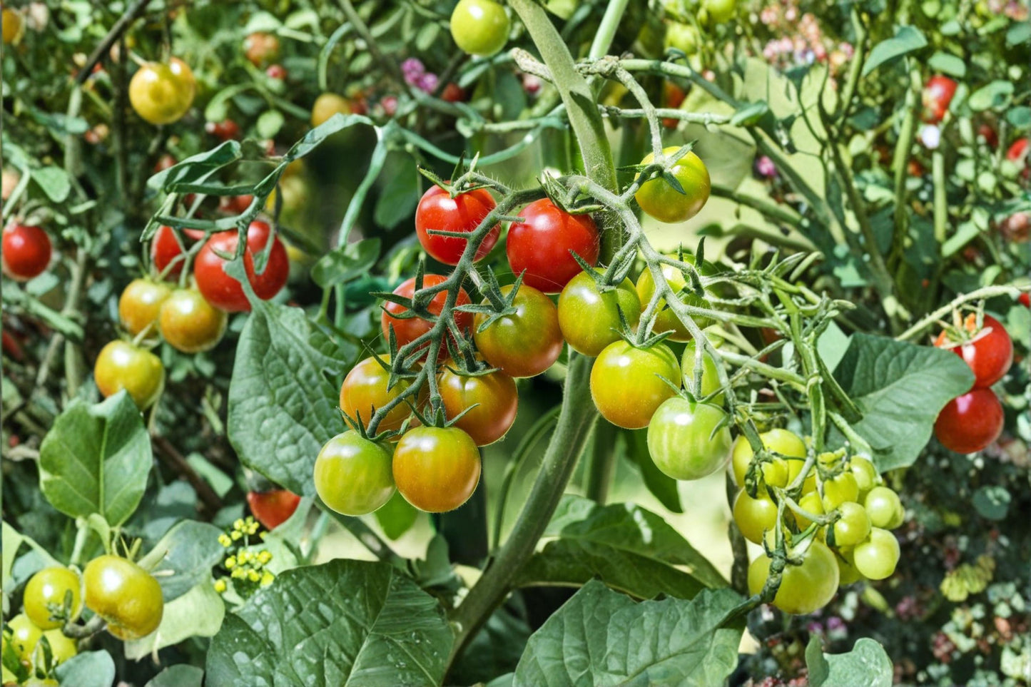Rainbow Cherry Tomato Seeds – 100+ Heirloom Colorful Cherry Tomato Seeds for Container & Garden Growth