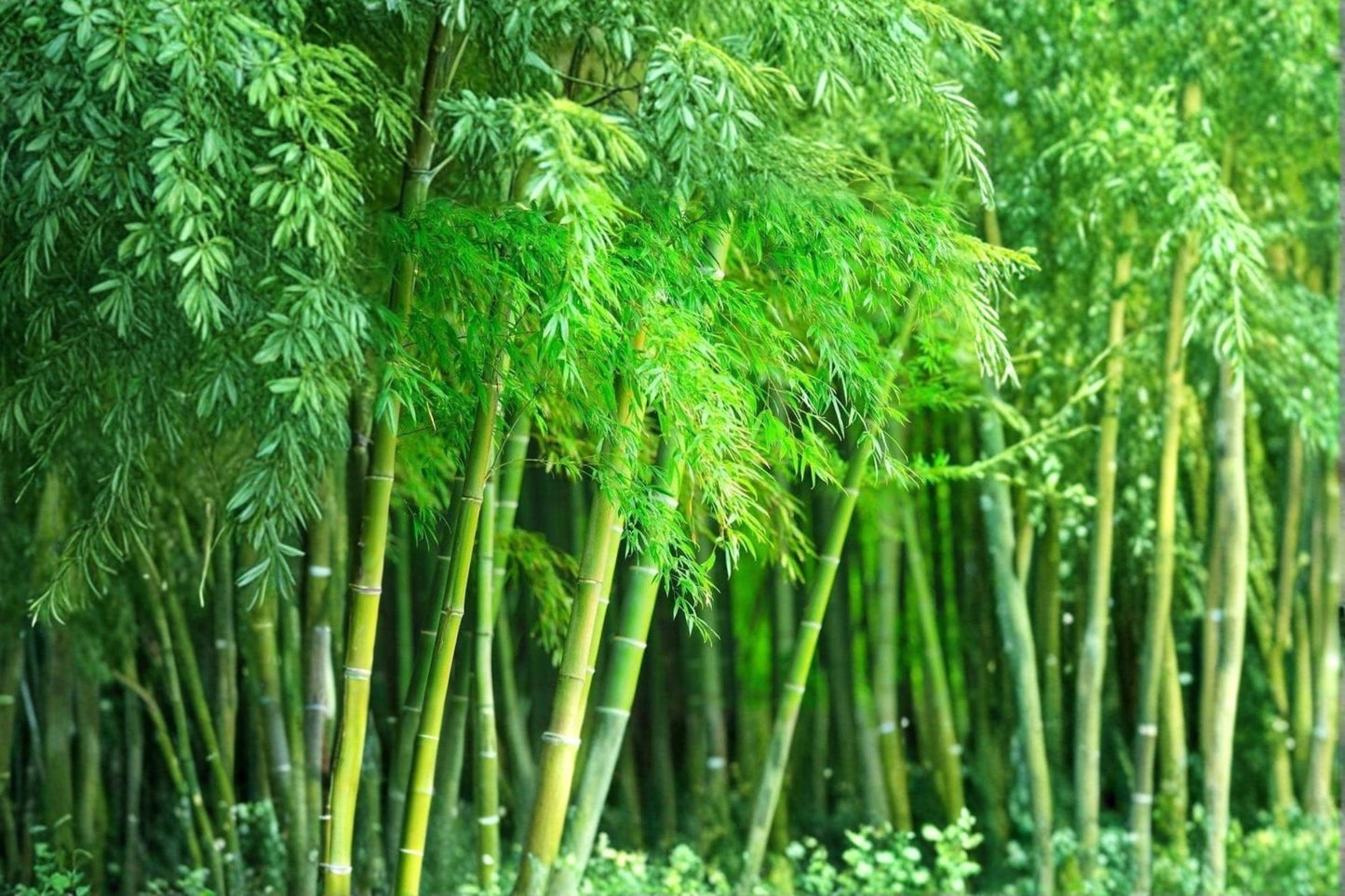 Giant Timber Bamboo Seeds – Fast Growing Ornamental Bamboo Bambusa oldhamii for Privacy & Landscape