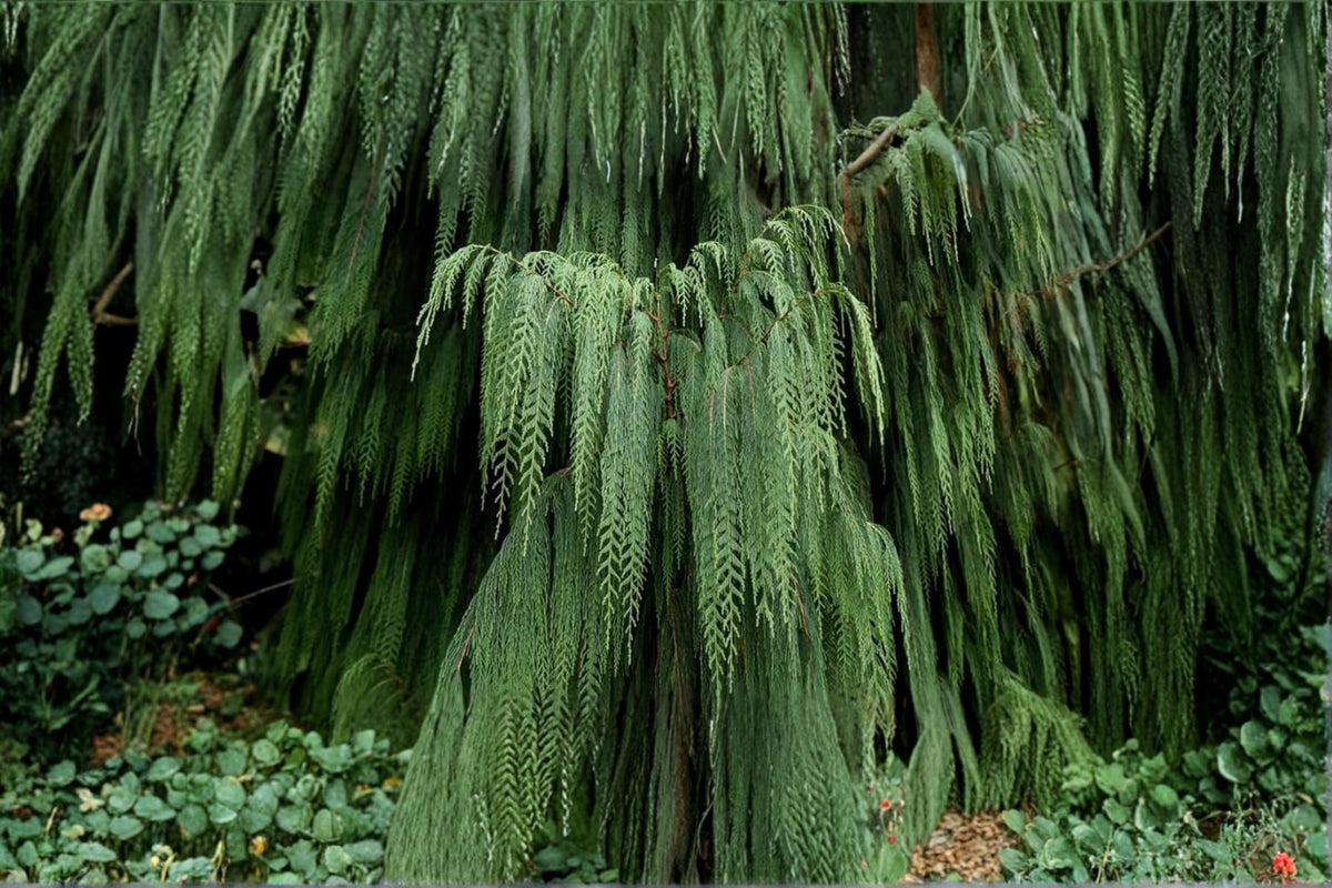 Kashmir Cypress Tree Seeds – Weeping Evergreen Conifer with Blue-Green Foliage – Cupressus cashmeriana, Ornamental Landscape Plant