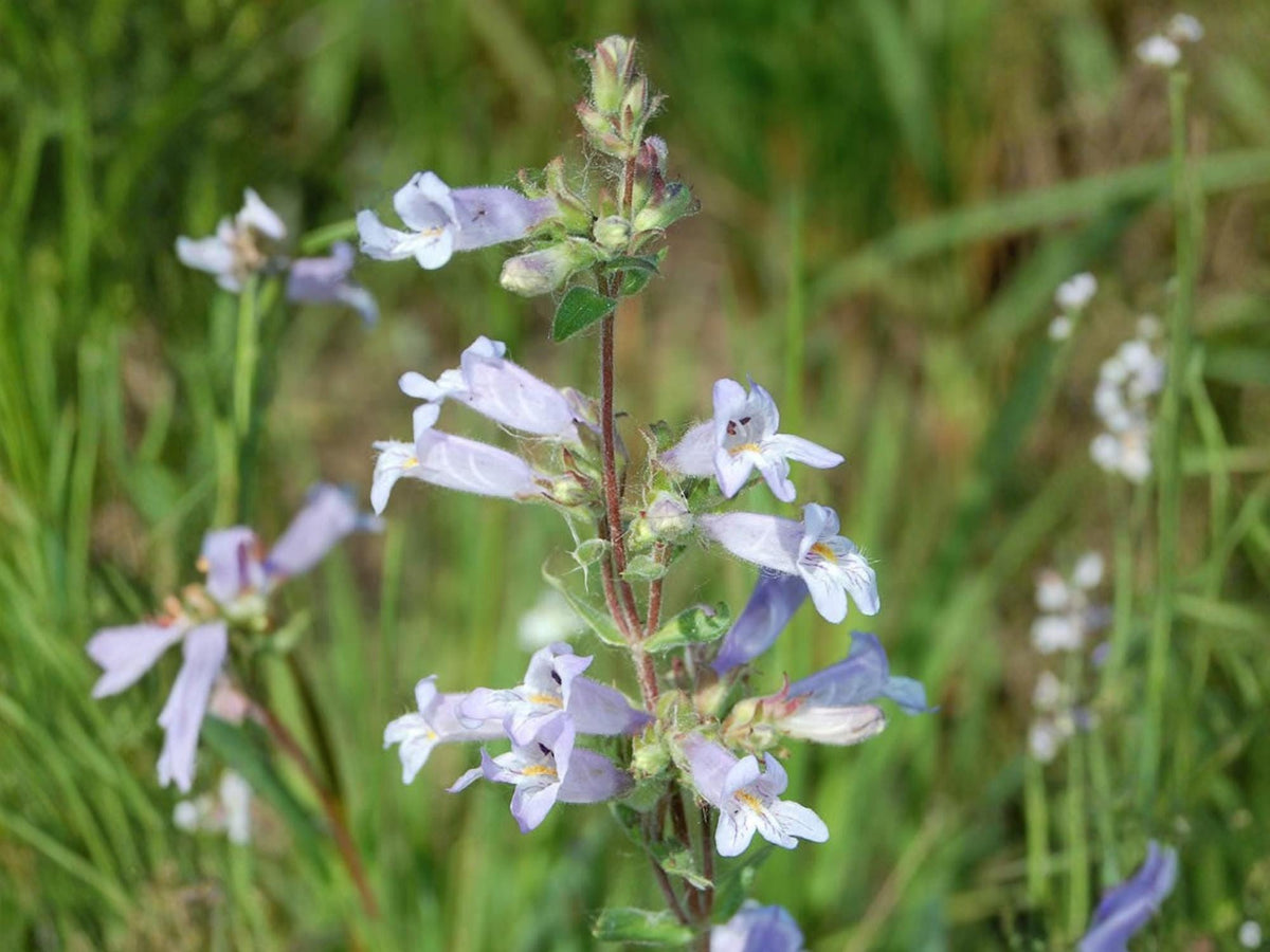 100 Slender Beardtongue Seeds – Penstemon gracilis Wildflower Seeds for Pollinator Gardens, Cottage, Meadow & Natural Landscapes