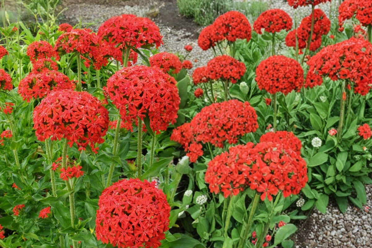 Maltese Cross Seeds 800 Lychnis chalcedonica Red Perennial Flower for Garden, Borders, Pollinators