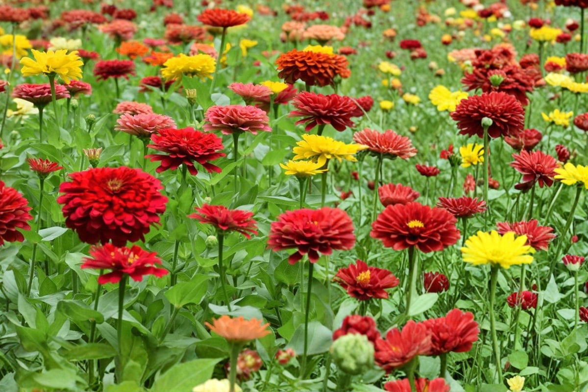 California Giant Zinnia Seeds – 270 Pack, Mixed Colors, Zinnia elegans, Bright Annual Flower for Gardens & Cuttings