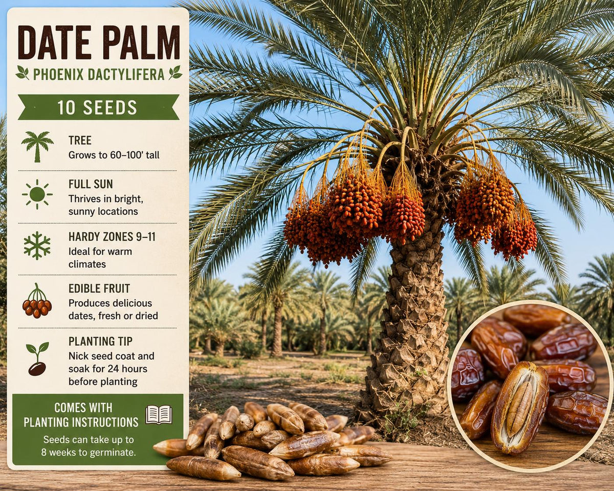 Date Palm Seeds, Phoenix dactylifera, Fruit Tree, Edible Dates, Tropical Landscape, Ornamental Palm, USDA Zones 9-11