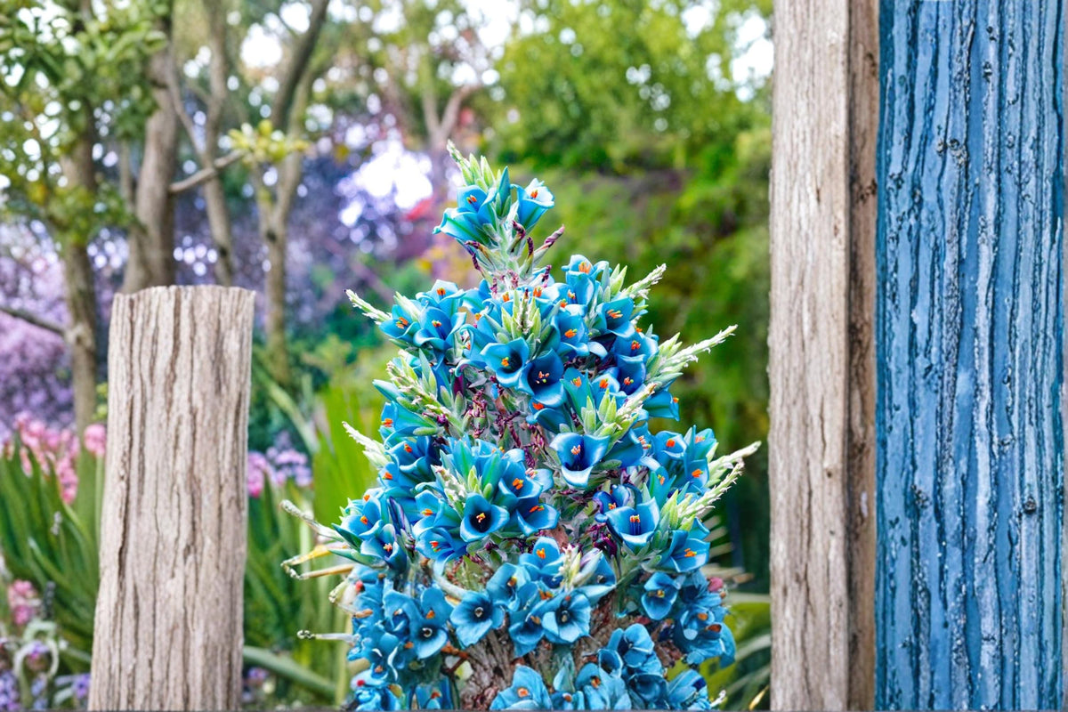 Sapphire Tower Seeds – Puya alpestris Exotic Ornamental Perennial with Blue-Green Flowers, Drought-Tolerant, Rock Garden & Container Plant