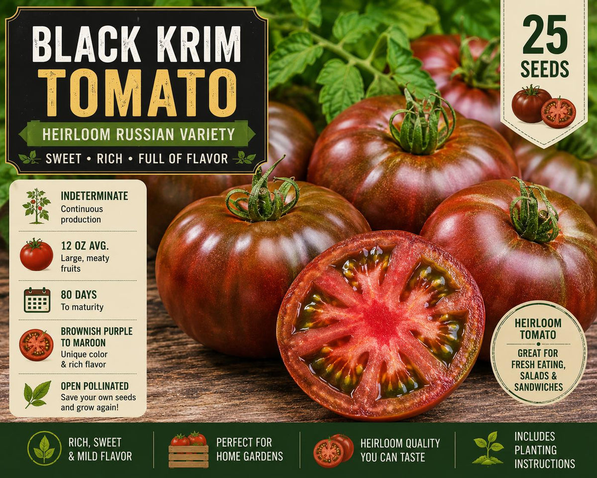 Black Krim Tomato Seeds – Heirloom Indeterminate Fruit Vegetable, Solanum lycopersicum, Brownish Purple, 25 Seeds