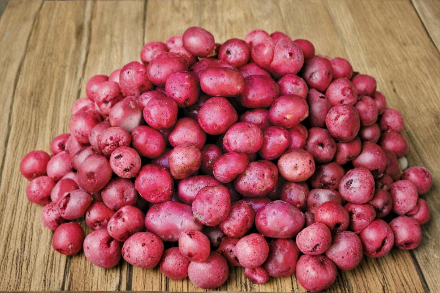 Red Chieftain Seed Potatoes 5 lbs – Heirloom Red Skin Potatoes for Garden Planting – Solanum tuberosum