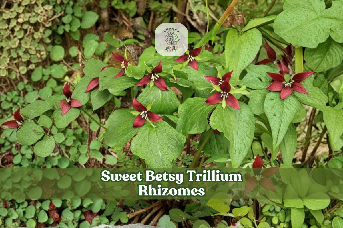 Sweet Betsy Trillium Rhizomes | Native Woodland Perennial | Purple Toad Trillium (Trillium cuneatum) Bulbs