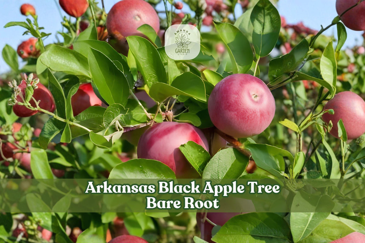 Arkansas Black Apple Tree Bare Root Grafted Malus domestica – 12–18 Inch Heirloom Fruit Tree for Home Orchard