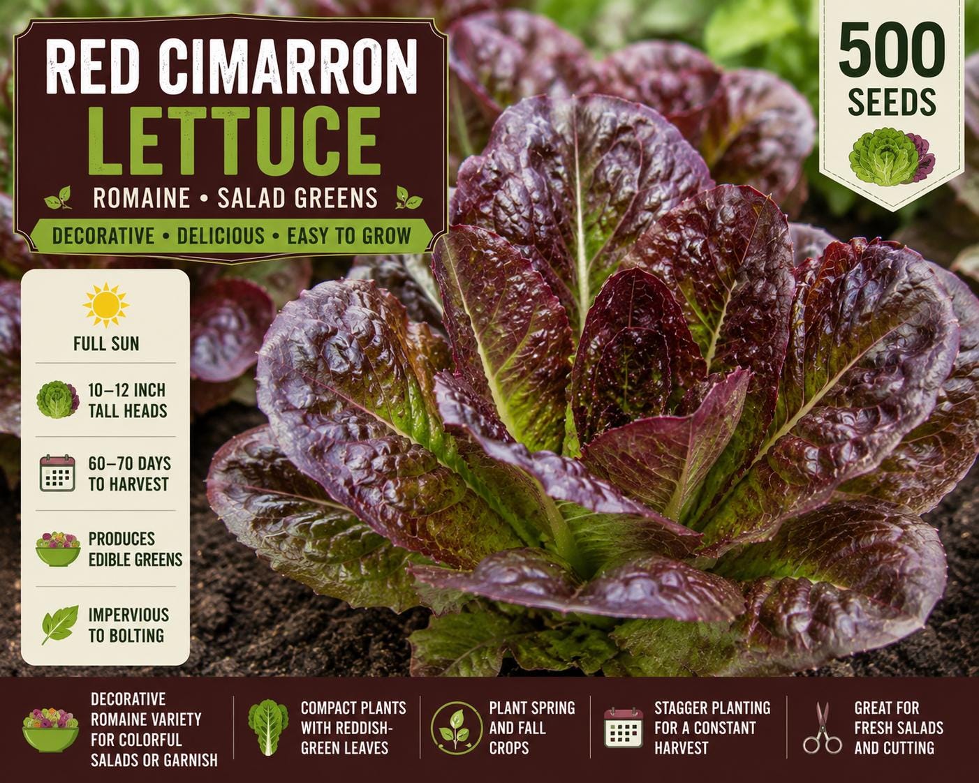 Red Cimarron Lettuce Seeds – Romaine Salad Greens, Reddish-Green Leaves, Lactuca sativa, 500 Seeds