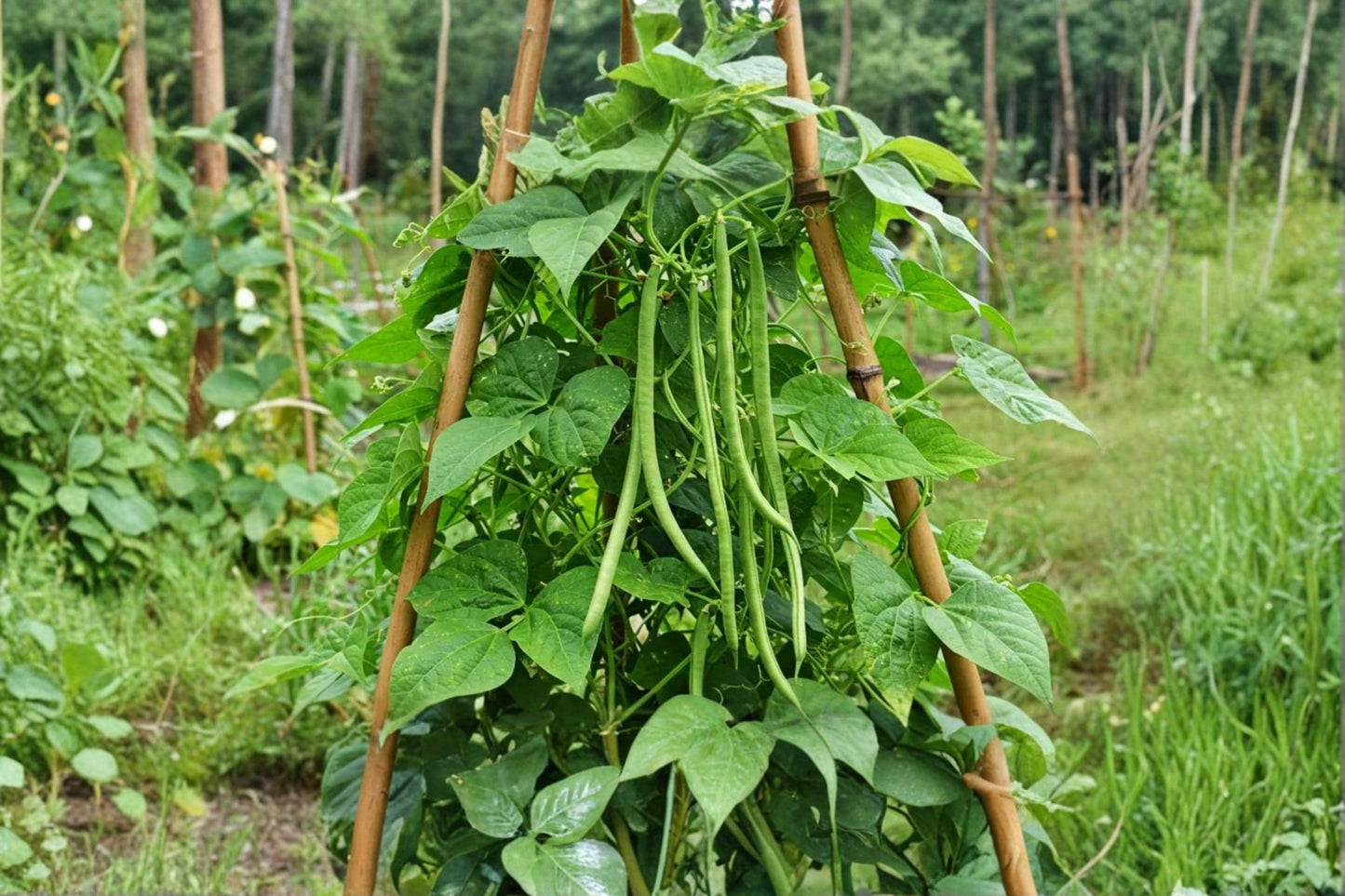 Asian Long Bean Seeds – Vigna unguiculata subsp. sesquipedalis, Climbing Vegetable Vine, Green Pods, 30 Seeds