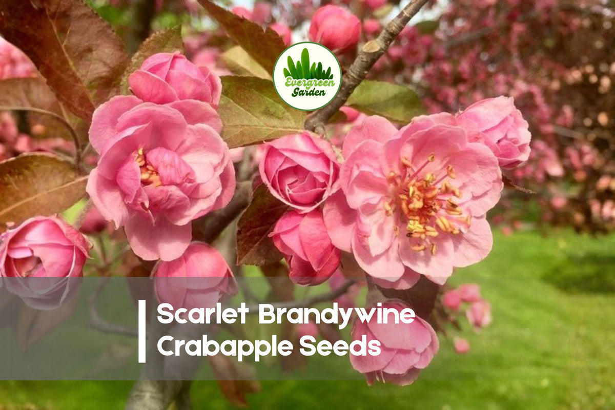 Scarlet Brandywine Crabapple Seeds – Ornamental Flowering Tree, Vibrant Blossoms & Decorative Fruit, Malus spp., 25+ Seeds